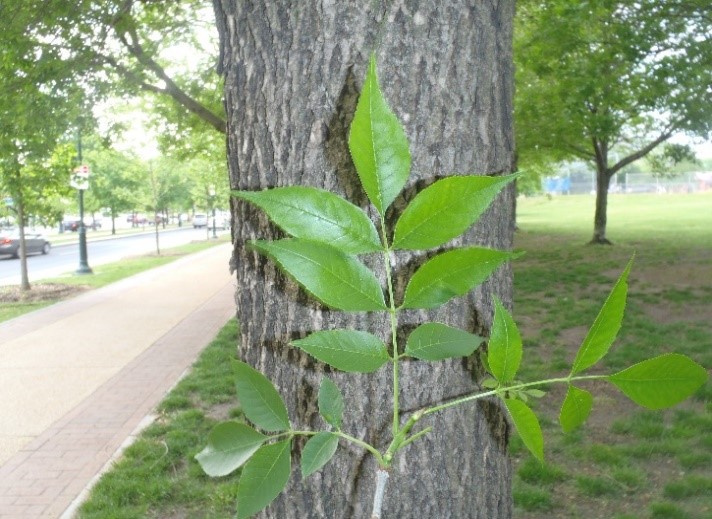 Ash Tree Identification