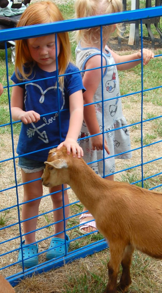 petting zoo photo